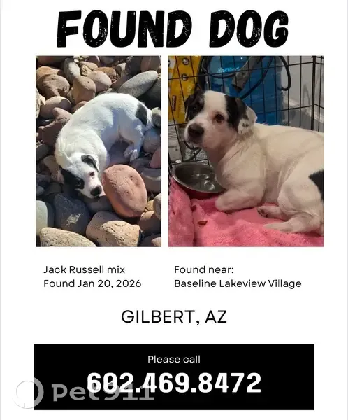 Found Dog on E Baseline Rd, Gilbert - photo