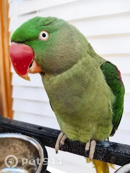 Lost Tame Alexandrine Parrot in Kingston - photo