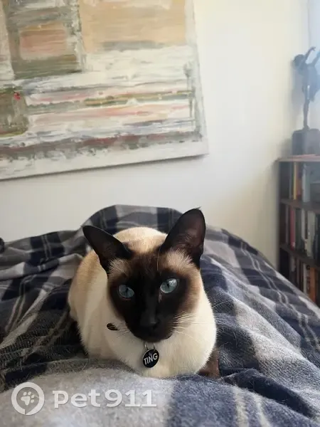 Help Find Ting: Lost Tonkinese Cat - photo