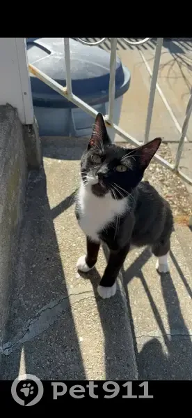 Lost Black/White Cat on S. 6th St, Lindenhurst - photo