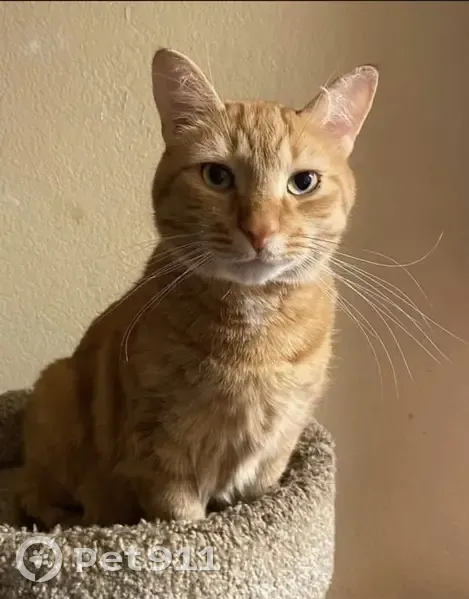 Lost Orange Tabby: Needs Meds, Call ASAP! - photo
