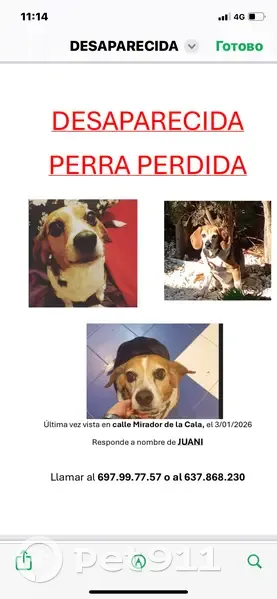 Perro Perdido en Carrer Mirador, Blanes - photo