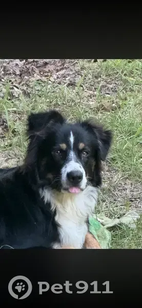 Lost Dog Near Cantrell Rd, Little Rock - photo