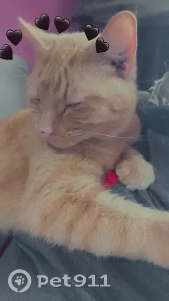 Sweet, Social Cat Lost on Texas Ave - photo