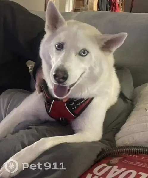 Lost Dog: White Fur, Blue Eyes, Mt. Washington - photo