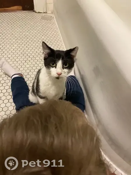 Lost: Friendly Black & White Cat in KC - photo