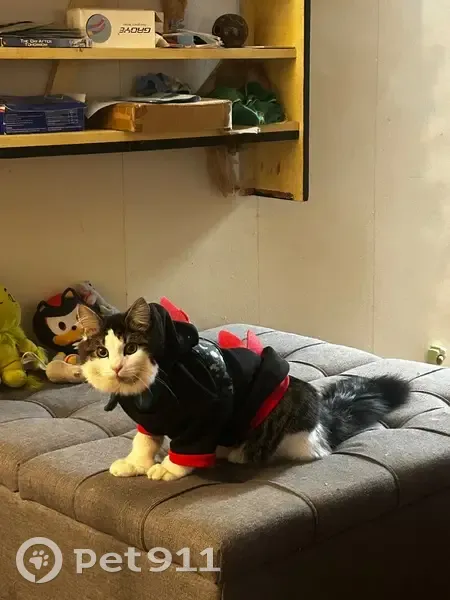 Lost Cat: Jasper, Polydactyl, Gatewood Rd - photo