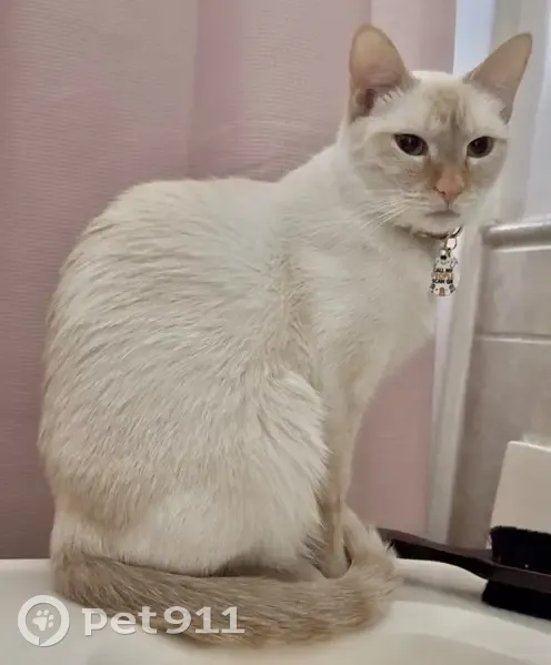Lost White Cat: Pink Collar, San Jose - photo