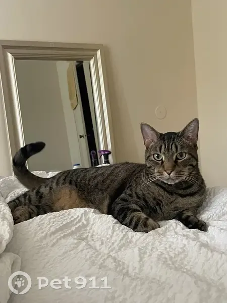 Help Find Lost Male Tabby in Deerfield! - photo