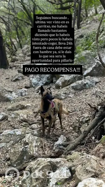 Pastor Belga Perdido en Es Carritxó - photo