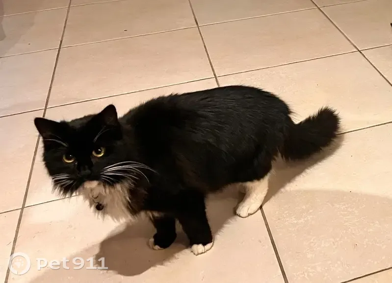 Chat perdue, collier retrouvé près des rails - photo