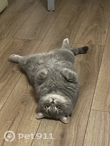 Зникла сіренька кішка Димко в Івано-Франківську - photo