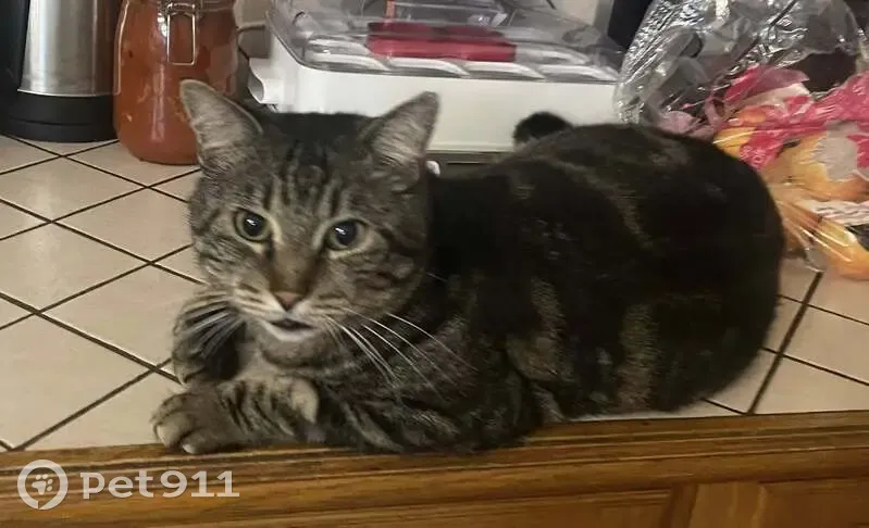 Chat tigré perdu à Nîmes, quartier Mas - photo
