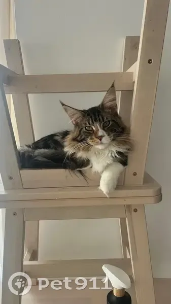 Chat perdu à Fleury-Mérogis : Toki disparu - photo