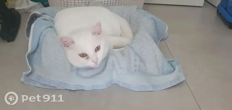 Chatte blanche perdue, œil droit coule - photo
