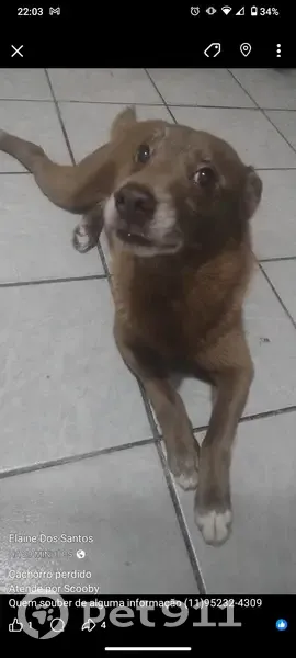 cachorro desaparecida - photo