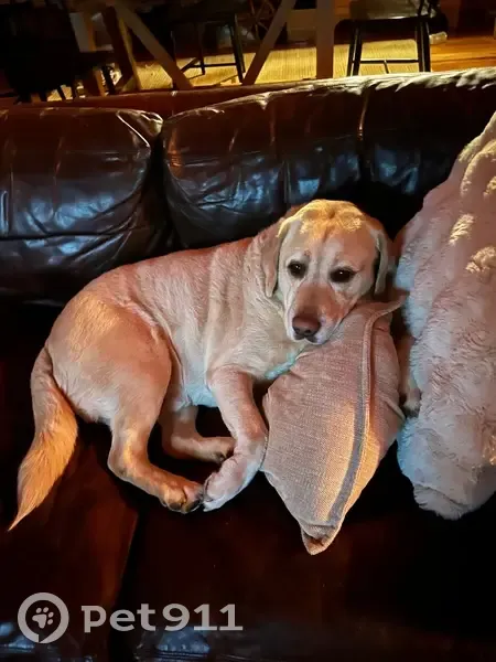 Lost Yellow Lab with Crooked Toe in Powhatan - photo