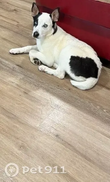 Lost Dog: White with Black Spots, Columbia - photo