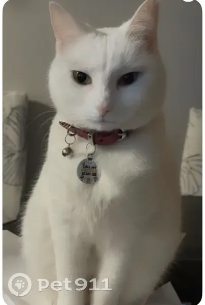 Lost Deaf Cat: White with Odd Eyes - photo