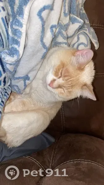 Lost: Friendly White Cat with Blue Eyes - photo