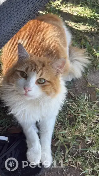 Gato Perdido: Macho Joven Naranja y Blanco - photo