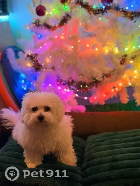 Lost: 6-Month Bichon Frise on York Rd - photo