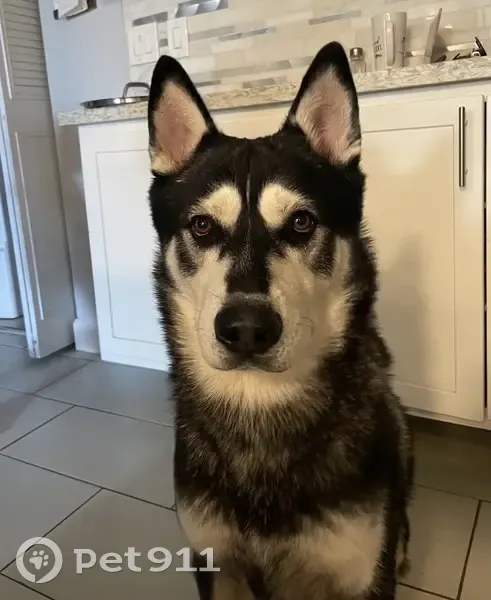 Lost Black & White Dog on N Central Ave - photo
