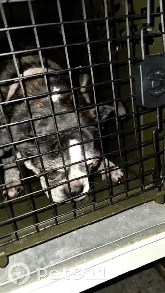 Found Dog Safe in Cage on Tiny Town Rd - photo