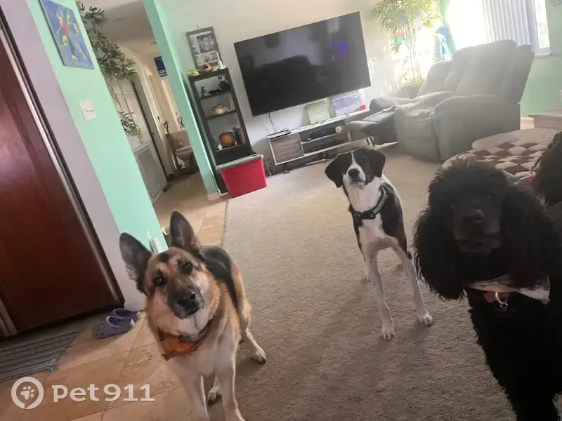 Lost Dog in Vegas: Friendly Mutt Needs Home - photo