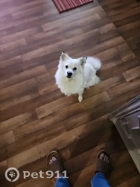 Lost Dog in Las Vegas: Mostly White, 20lbs - photo