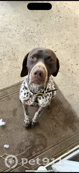 Lost Dog: Brown Speckled, Atsina Rd - photo