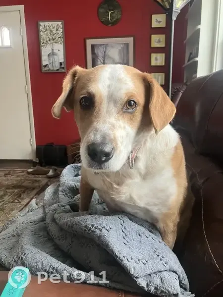 Lost Tan & White Hound Near NIPSCO Rails - photo