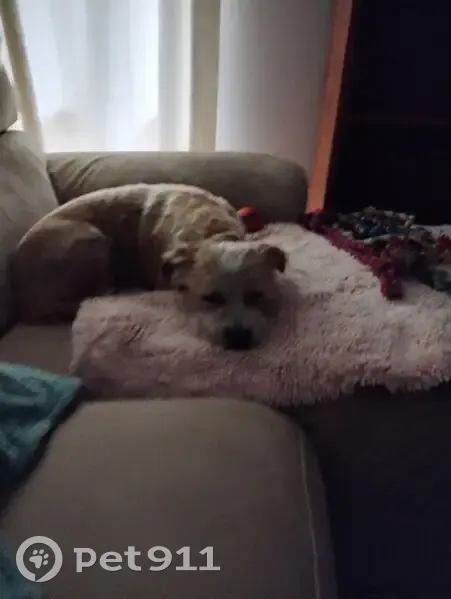 Lost Jack Russell Mix in Snowy Valleys - photo