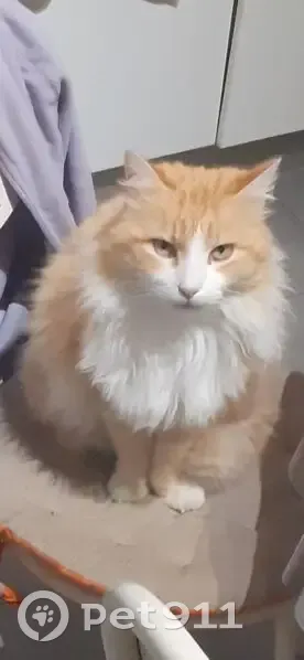 Chat perdu : Tuffy roux et blanc, Lagamas - photo