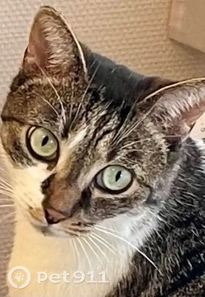Chatte de l'Ehpad Saint-Julien perdue - photo