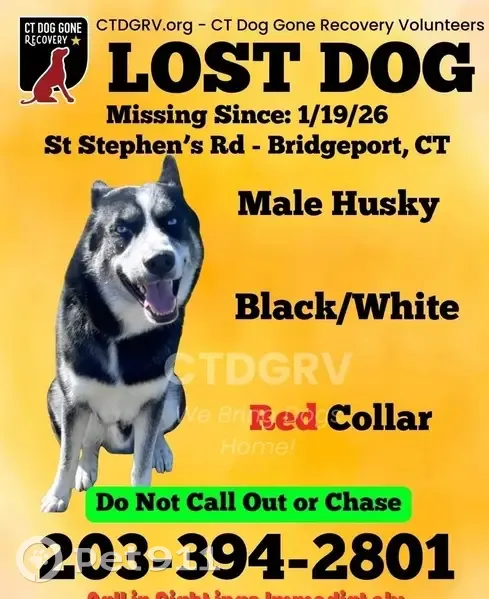 Lost Dog: Black & White, Blue Eyes - photo
