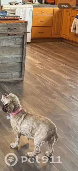 Lost Cocker Spaniel: Sweetie Needs Help! - photo