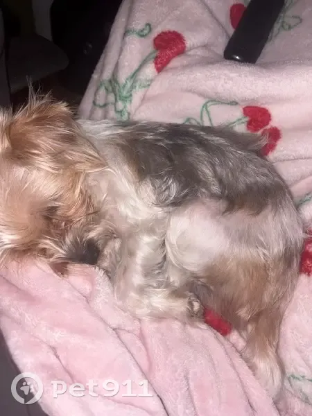 Lost Service Dog Ivy: Help Find Her! - photo