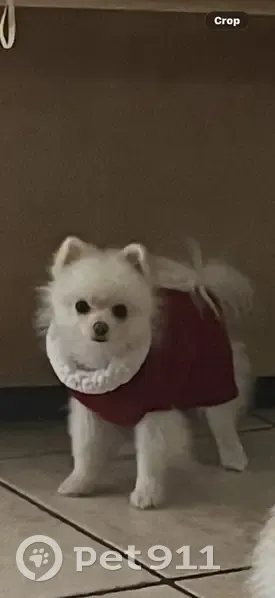 Lost Pomeranian Service Dog: Chanel - photo