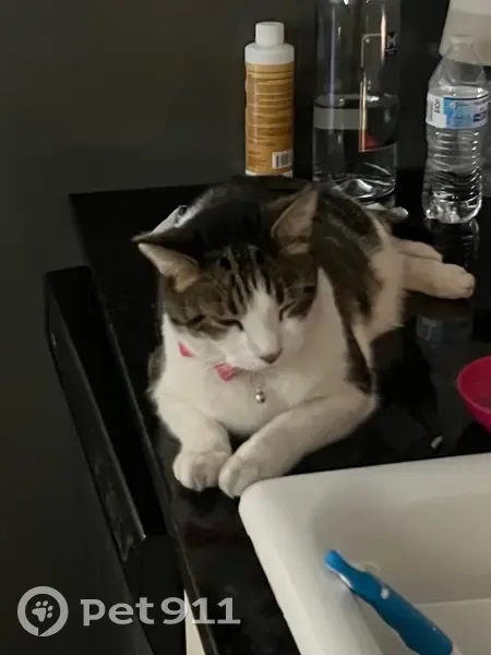 Help Find Lola: Beloved Cat with V Mark - photo