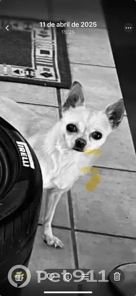 Perro Chihuahua Perdido en Aldaia: ¡Ayuda! - photo