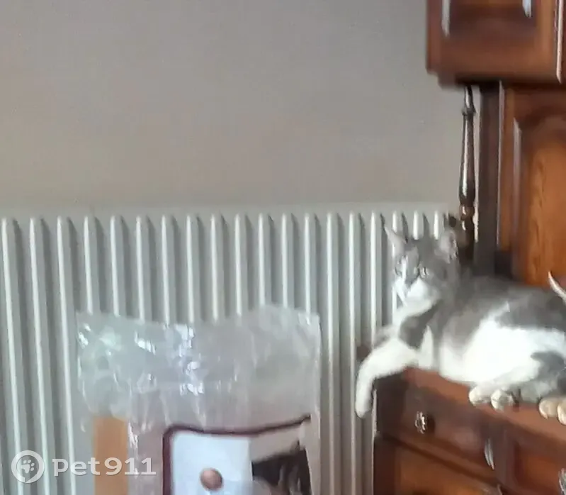 Charly, chat costaud blanc-gris perdu - photo