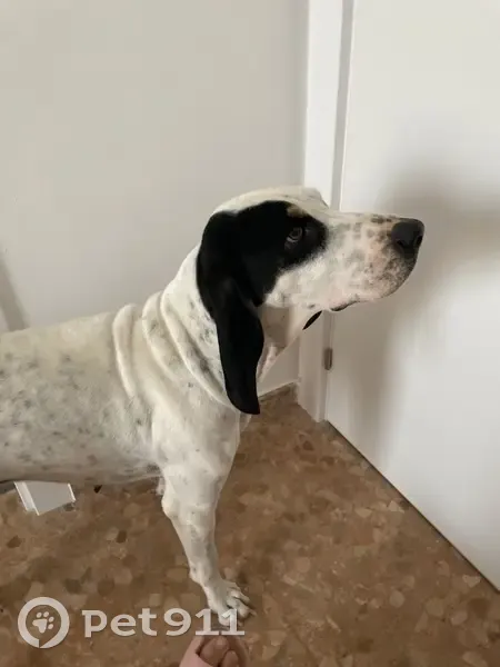 Perra Perdida en Olocau: Ayuda a Encontrar a Lizzy - photo