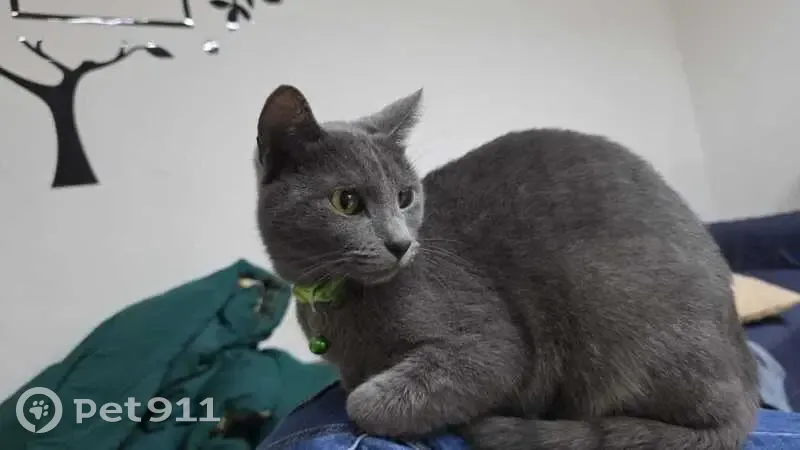 Gatita Gris Perdida en Zapopan, Collar Verde - photo