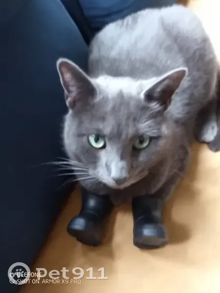 Chat gris perdu, Plume en danger, Lille - photo