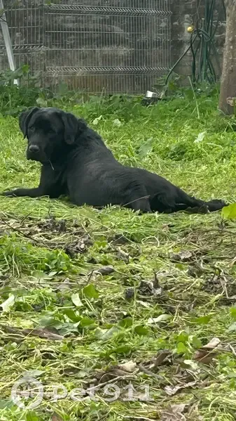 ¡Ayuda! Labrador negro perdido en Estepona - photo