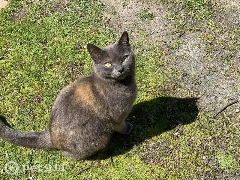 Lost Cat: Orange Collar on Lennox Ave - photo