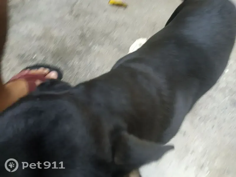 Cachorro encontrado - photo