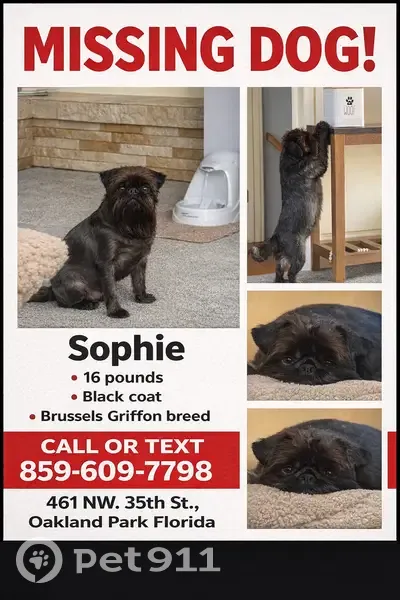 Lost Black Brussels Griffin in Oakland - photo
