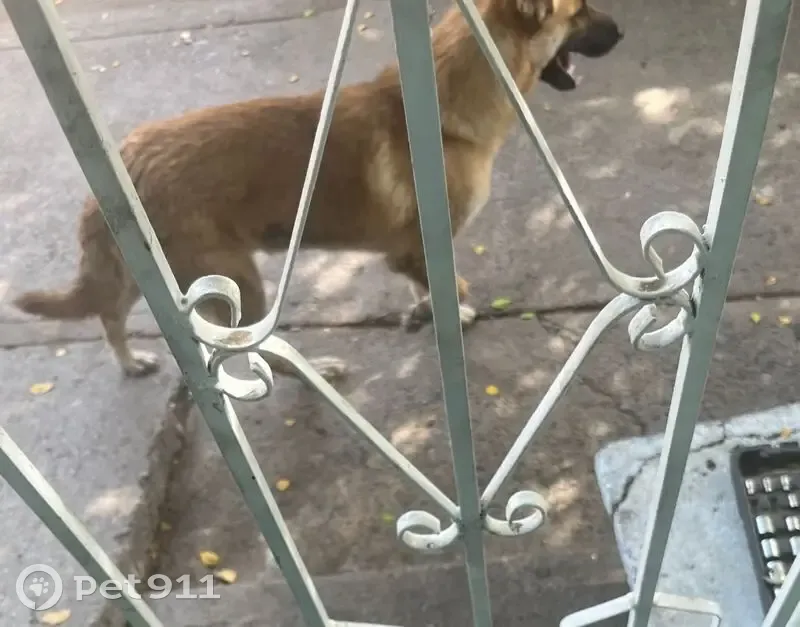 Perro Pastor Mix Café Claro Encontrado en Culiacán - photo